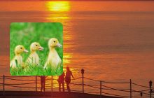 Лише 1% людей з високим IQ помітить качку на фото: фантастична головоломка