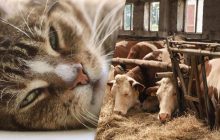 Только 1 человек из 10 найдет кота в хлеву за 7 секунд: сложная оптическая иллюзия