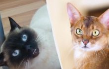 Как правильно дрессировать кошку, и какие породы лучше всего подходят: секреты и топ-3