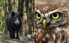 Тільки люди з "могутнім" IQ знайдуть підступну сову за 9 секунд: складна оптична ілюзія