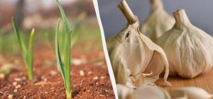 Чим накрити грядку з озимим часником і цибулею: чи варто взагалі це робити