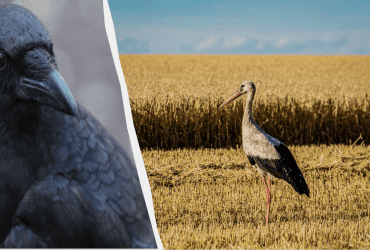 Очень сложная оптическая иллюзия: нужно найти вторую птицу за 10 секунд