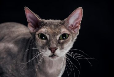 Почему нельзя трогать усы кота и зачем они ему: интересный факт