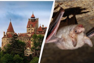 Отпуск стал фильмом ужасов: туристы случайно арендовали на Airbnb замок Дракулы