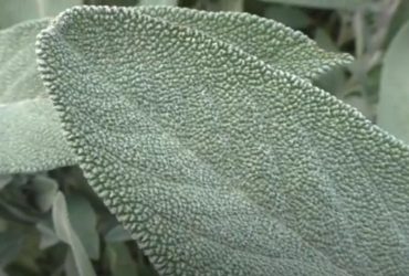 Зачем люди сжигают шалфей: вы точно об этом не знали