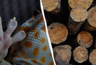 У вас есть суперсила, если найдете идеально замаскированную ящерицу за 10 секунд: оптическая иллюзия