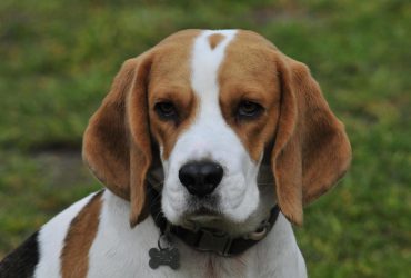 Експерт назвав п'ять порід собак, яких не можна тримати у квартирі