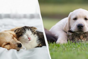 Будут жить душа в душу: 7 лучших пород собак для кошек