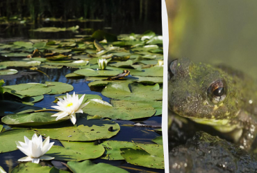 Тільки люди з феноменальним зором знайдуть жабу в ставку за 5 секунд