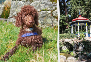 У вас идеальное зрение, если вы найдете пуделя в парке за 15 секунд