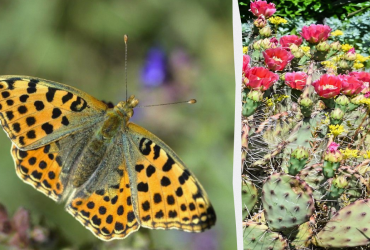Оптическая иллюзия покорится не всем: нужно найти бабочку среди кактусов за 11 секунд