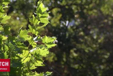 2023 год может стать самым жарким годом в истории метеонаблюдений