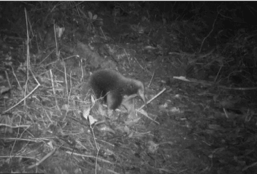 В Индонезии объявилась ехидна Аттенборо, которую долгие годы считали вымершим видом
