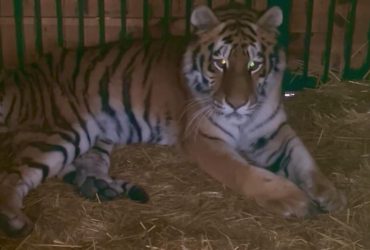 Через ранкову атаку на Київ впала і не може піднятися тигриця (відео)