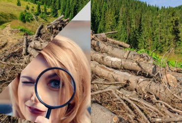 Феєрична оптична ілюзія для талановитих: знайдіть їжака біля лісу за 5 секунд