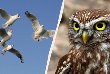 Лиш геній знайде сову серед чайок, лебедів та качок за 9 секунд: надважка оптична ілюзія