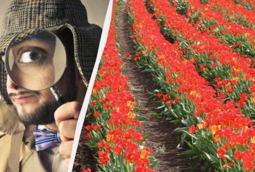 Оптична ілюзія для впертих: знайдіть голуба серед квітів за 5 секунд