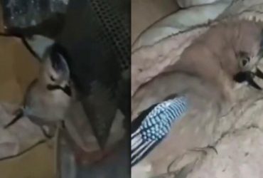 Мир празднует День доброты: ВСУ внесли вклад и спасли от РФ боевого сокола (видео)