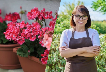 Буде цвісти пишно: лайфхак, як виростити красиву герань