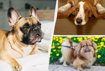 Названо топ-5 найбільш ледачих порід собак у світі