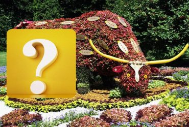 Надскладна головоломка для уважних: знайдіть кота на клумбі за 6 секунд