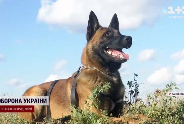 Чотирилапі іноземні сапери обстежують заміновані поля Харківщини