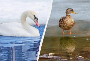 Лише 1% людей можуть знайти качку серед лебедів за 7 секунд: фантастична оптична ілюзія
