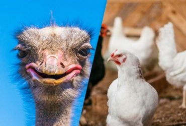 Большинство людей не найдут 2 кур на ферме за 10 секунд: сложная оптическая иллюзия