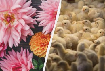 Лише 1% геніальних людей знайдуть курча серед квітів за 6 секунд: казкова оптична ілюзія