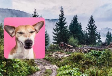 Оптическая иллюзия для упрямых: попробуйте найти собаку в лесу