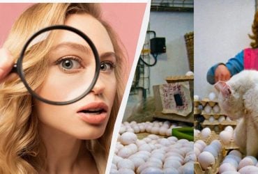 Тільки генії на це здатні: знайдіть 5 відмінностей між фотографіями за 10 секунд