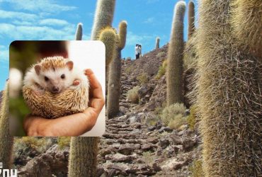 Экзотическая иллюзия, которая под силу не каждому: найдите хитрого ежа за 13 секунд