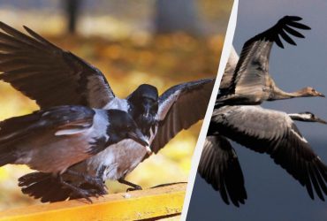 Тільки люди з надздібностями знайдуть ворону серед журавлів за 10 секунд: складна оптична ілюзія