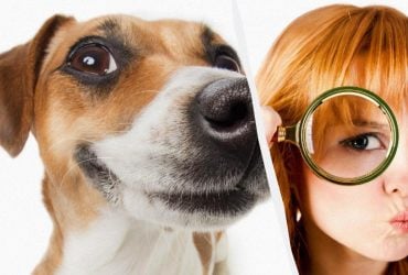 Только настоящий IQ-титан увидит собаку в снегу за 10 секунд: захватывающая оптическая иллюзия