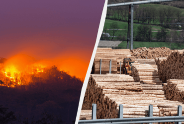 Світу загрожує дефіцит деревини й паперу: науковці назвали причину