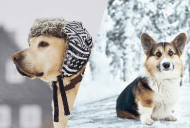 Це знають одиниці господарів: при якій температурі одягати собаку взимку