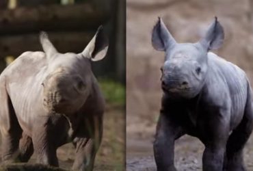 У Честерському зоопарку свято: народився рідкісний чорний носоріг (відео)