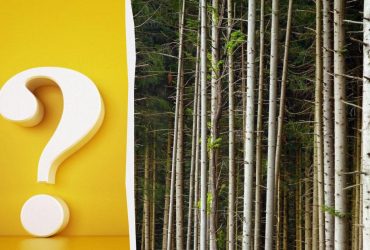 Лише одиниці знайдуть дятла в лісі за 5 секунд: надскладна оптична ілюзія