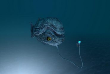 Біологи виявили рибу, яка все життя плаває догори дригом