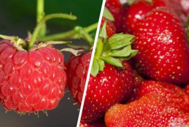 Аппетитная головоломка не всем под силу: найдите малину в клубнике за 7 секунд
