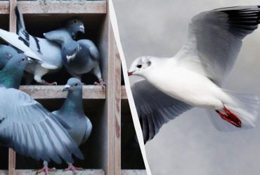 Только единицы найдут голубя среди уток, чаек и лебедей за 5 секунд: удивительная головоломка