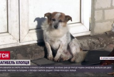 Люди прихистили двох вівчарок - а ті загризли їхнього сина...