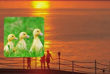 Только 1% людей с высоким IQ заметят утку на фото: фантастическая головоломка