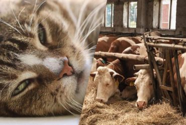 Только 1 человек из 10 найдет кота в хлеву за 7 секунд: сложная оптическая иллюзия