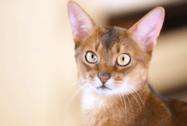 Мокрий ніс у кішки: ветеринари пояснили, коли варто турбуватися