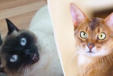 Как правильно дрессировать кошку, и какие породы лучше всего подходят: секреты и топ-3