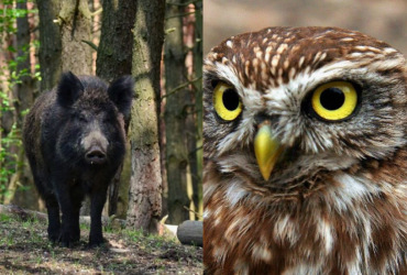 Тільки люди з могутнім IQ знайдуть підступну сову за 9 секунд: складна оптична ілюзія