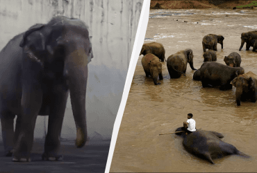 30 лет одиночества: на Филиппинах умер самый грустный слон в мире