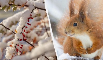 Картинки красивые фото зимы (170 фото)