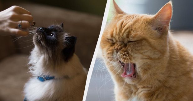 Что вообще нельзя давать кошкам - какие продукты могут быть для них ...